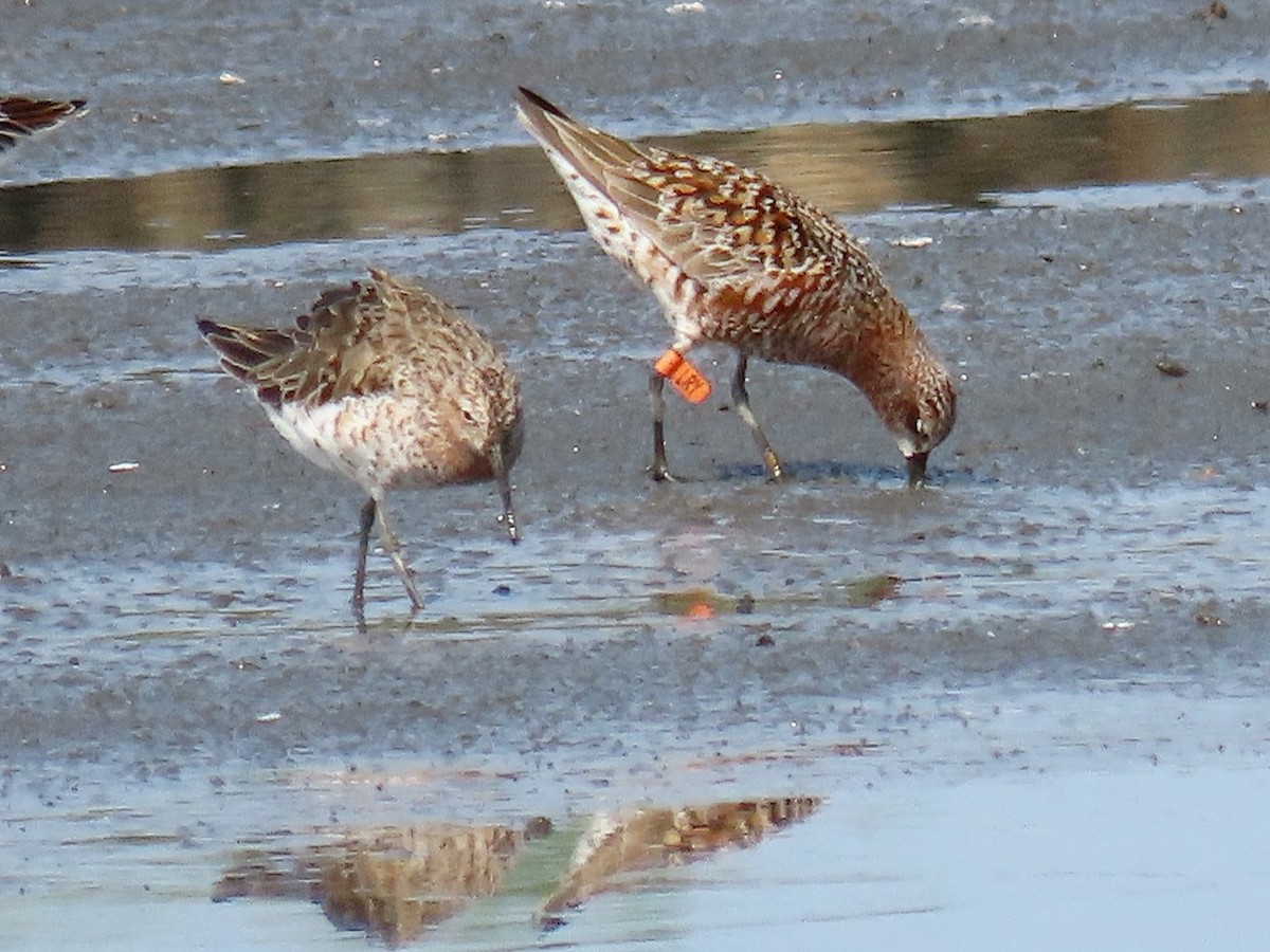 Curlew Sandpiper - 竹雞 劉