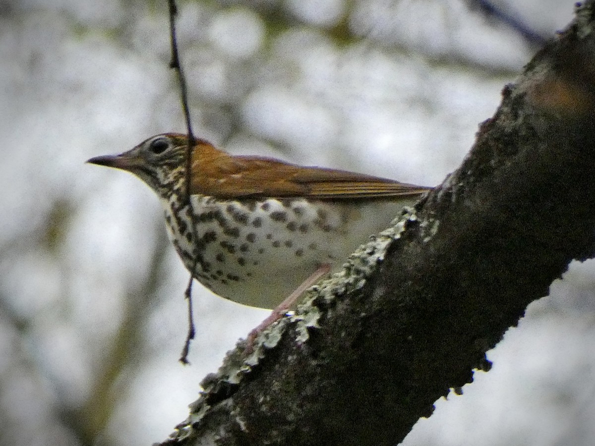 Wood Thrush - Anthony Albrecht