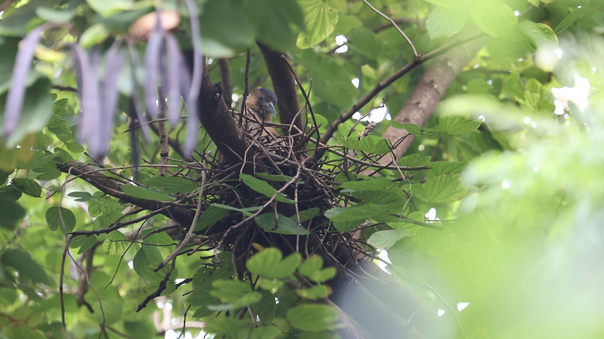 Malayan Night Heron - Chengheng Hu