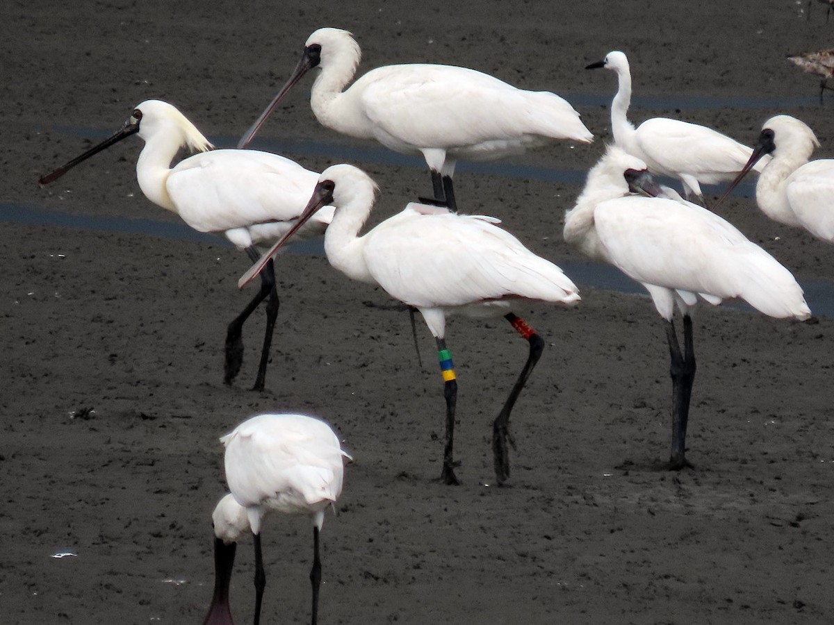 Black-faced Spoonbill - 竹雞 劉