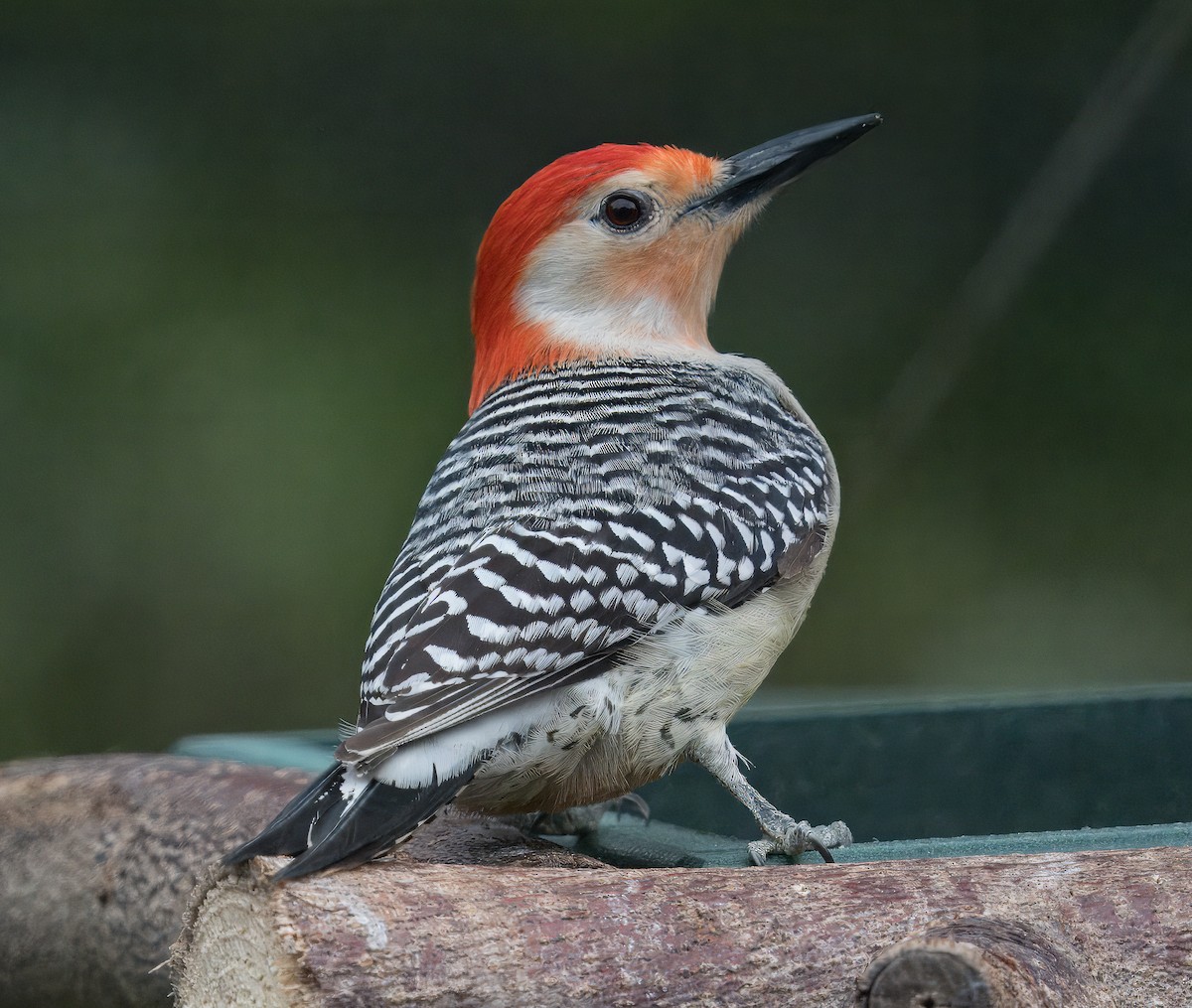 Red-bellied Woodpecker - Bert Filemyr