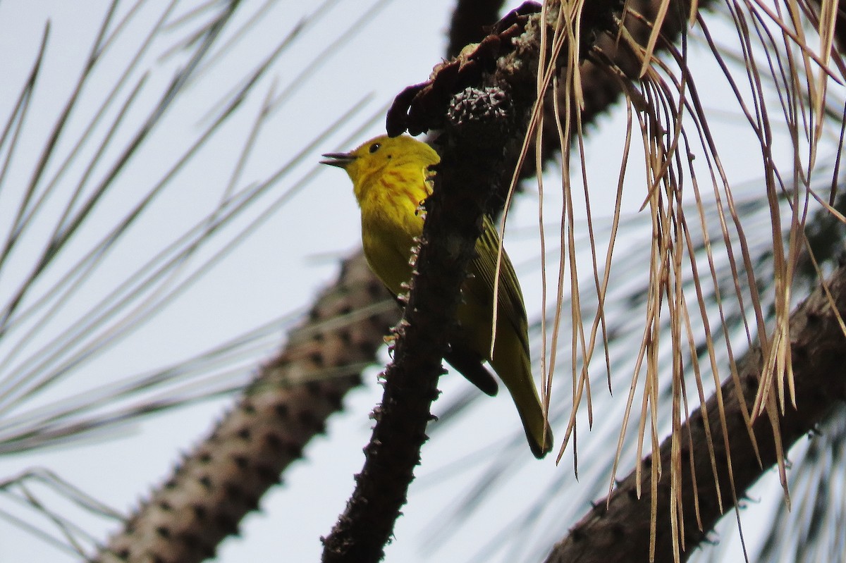 Yellow Warbler - Craig Johnson