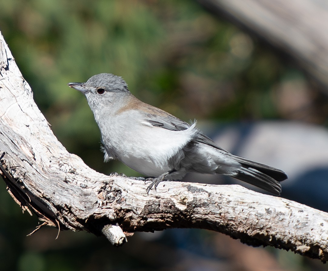 Gray Shrikethrush - Tania Splawa-Neyman