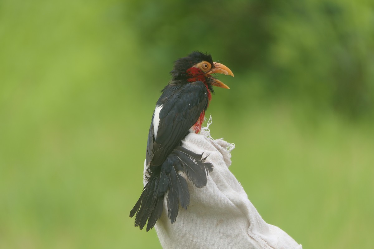 Bearded Barbet - João Miguel Albuquerque