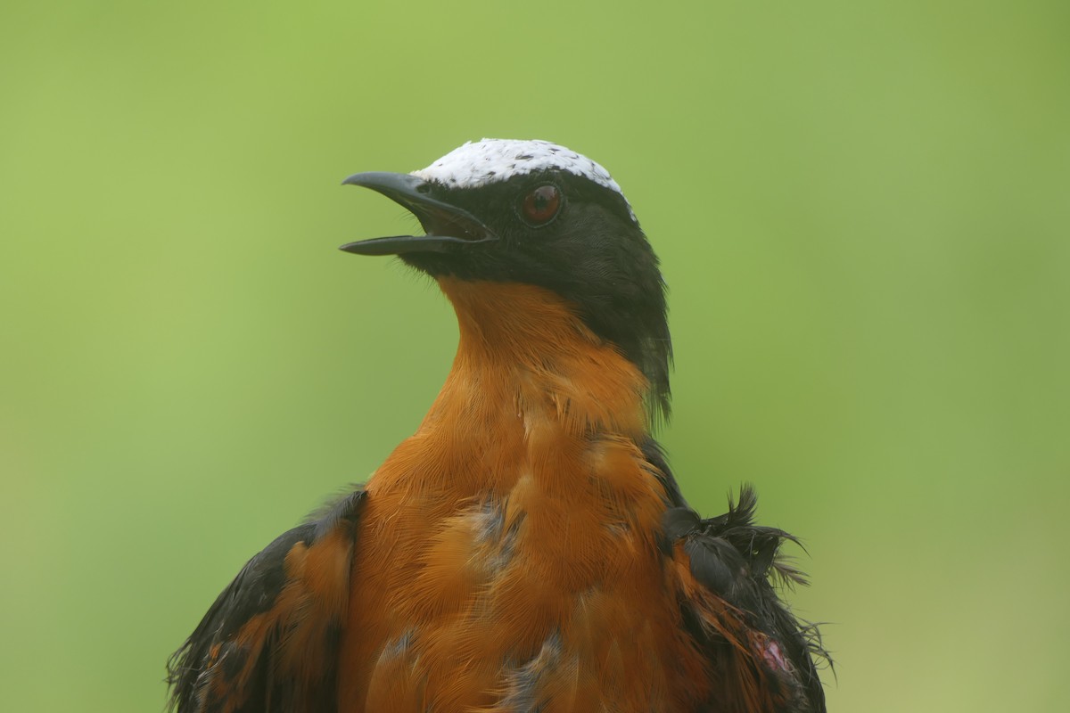 White-crowned Robin-Chat - João Miguel Albuquerque