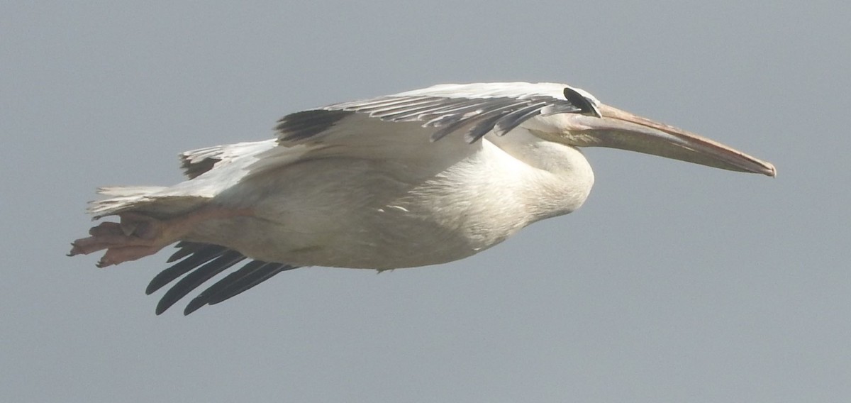 Great White Pelican - Dieter Oschadleus