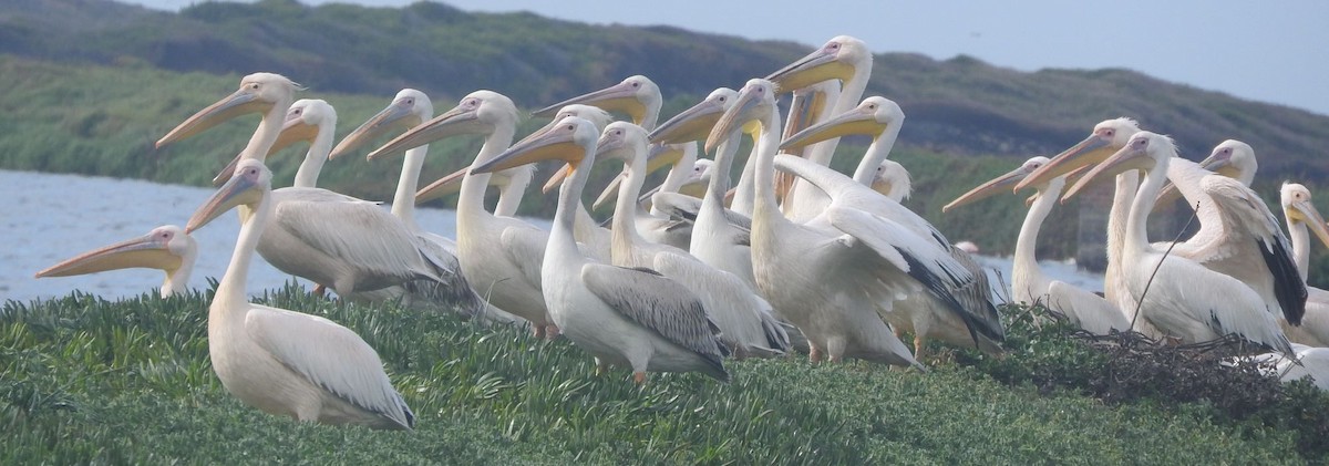 Great White Pelican - Dieter Oschadleus