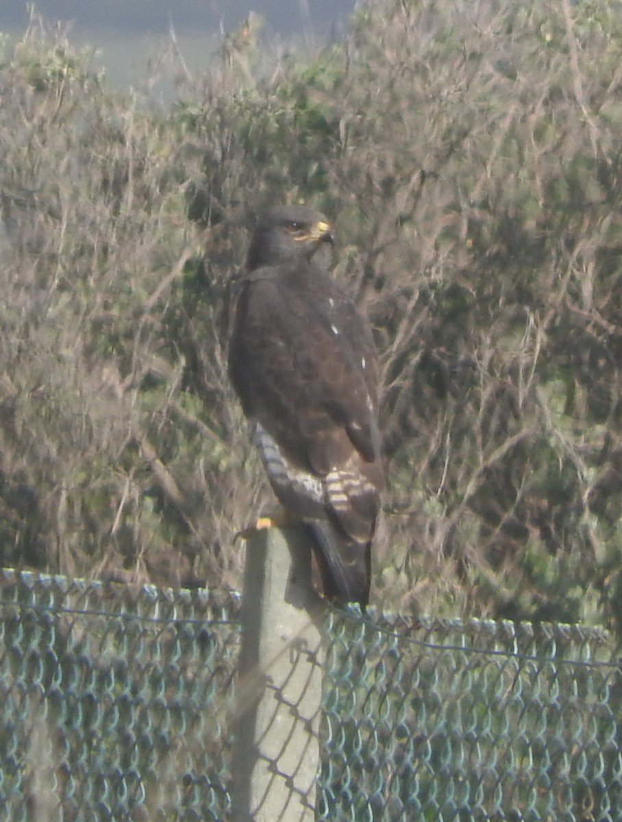 Jackal Buzzard - Dieter Oschadleus