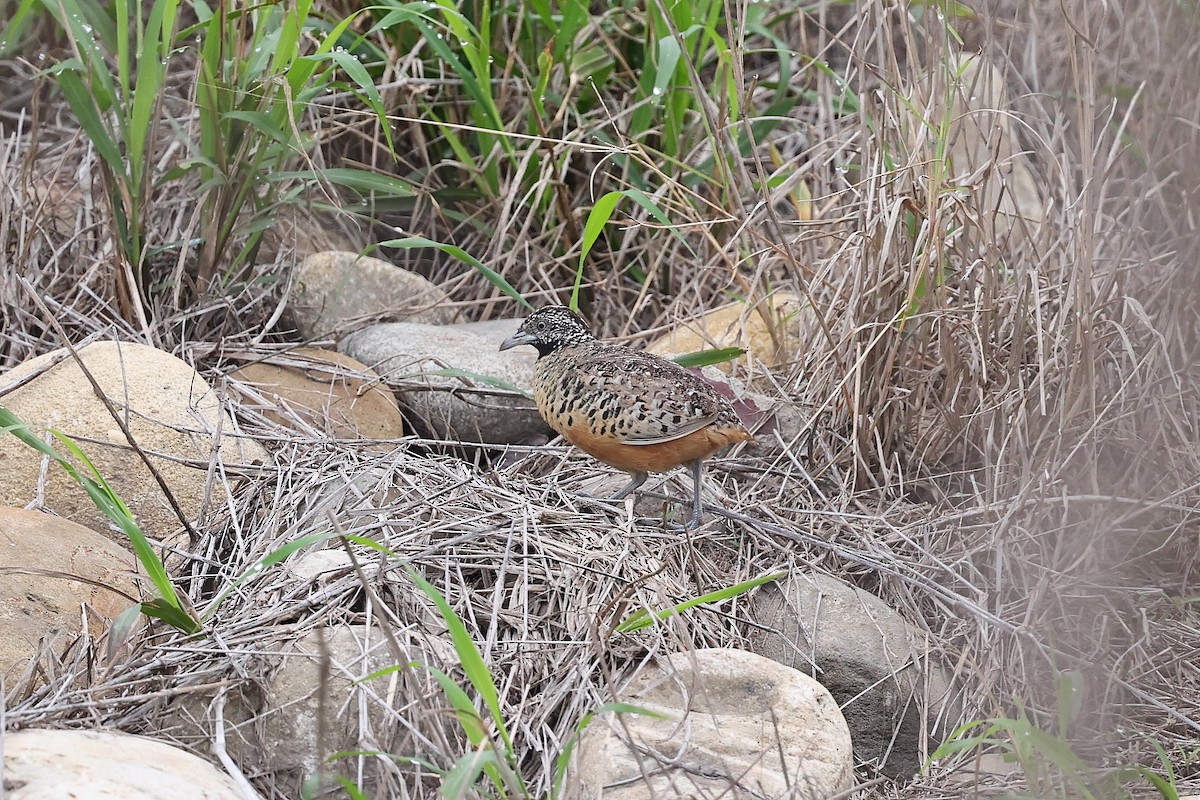 Barred Buttonquail - Chih-Wei(David) Lin