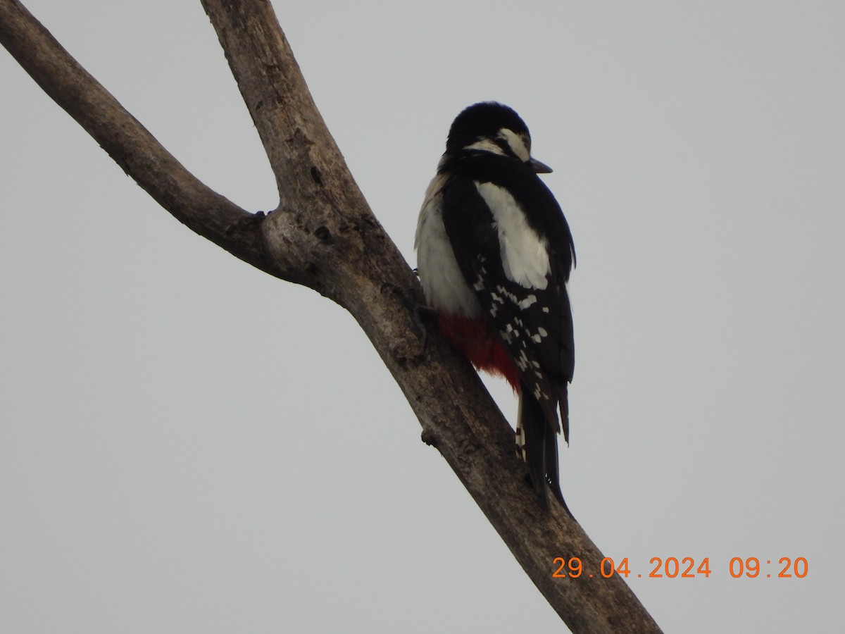 Great Spotted Woodpecker - José Ignacio Sáenz Gaitan