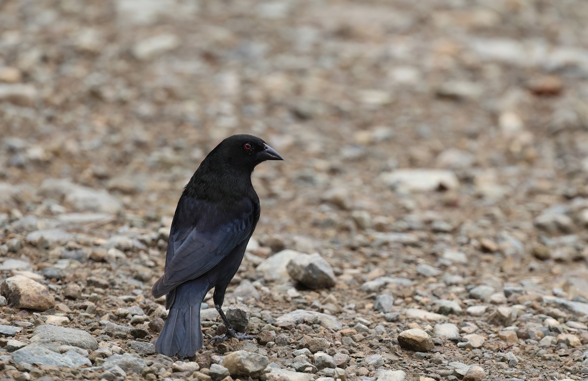 Bronzed Cowbird - Channa Jayasinghe