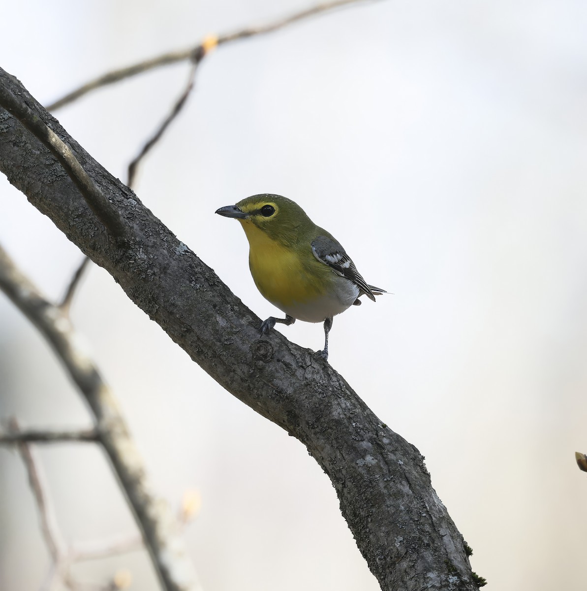 Yellow-throated Vireo - ML618204349