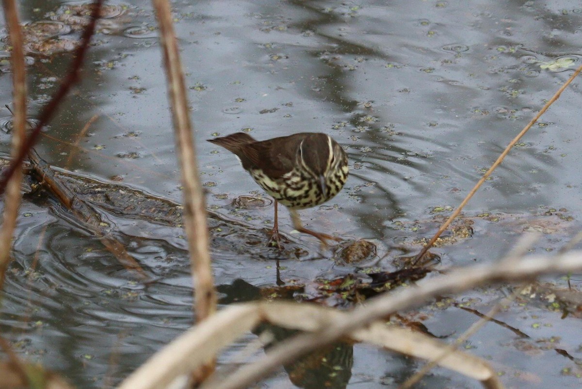 Northern Waterthrush - Pete Shen