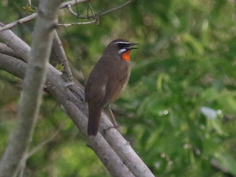 Siberian Rubythroat - ML618204355