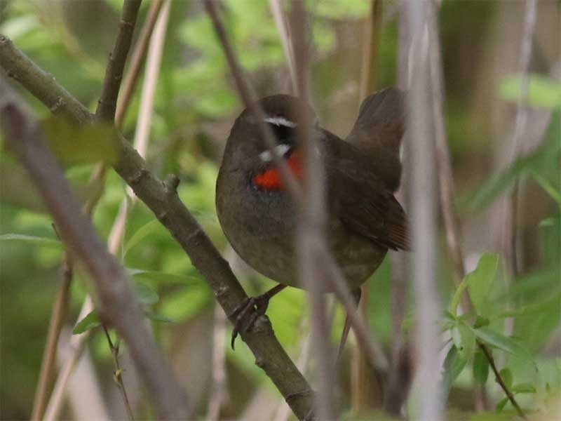 Siberian Rubythroat - ML618204356