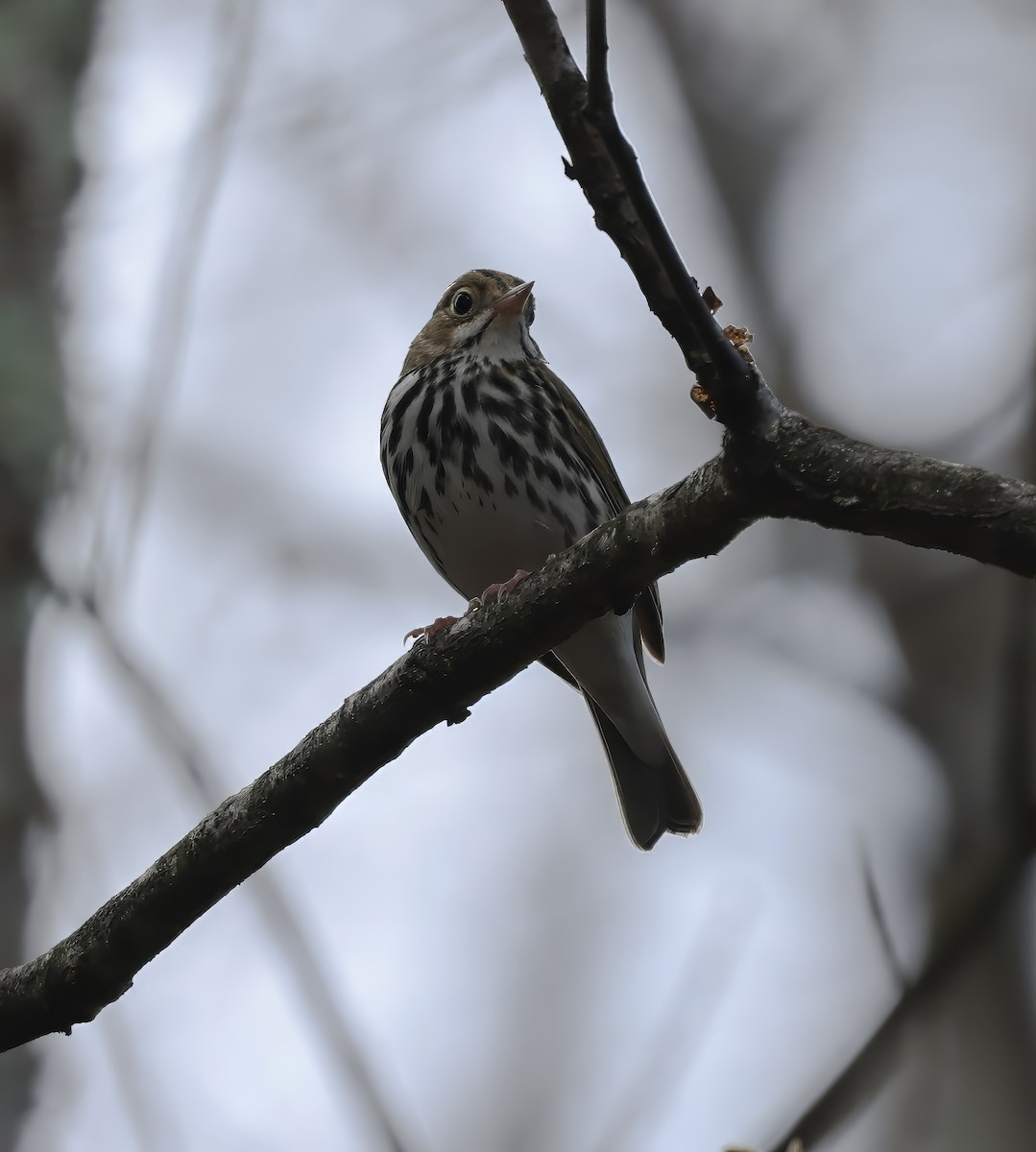 Ovenbird - ML618204360