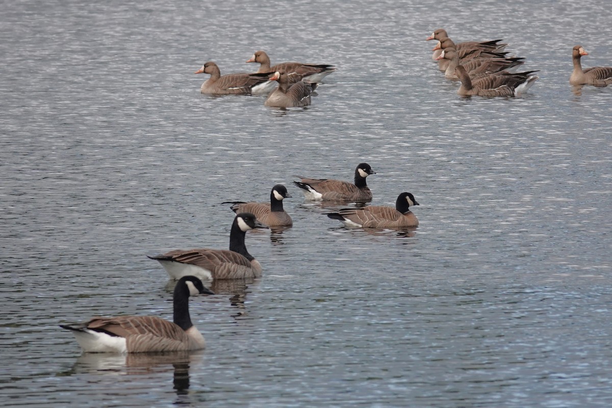 Cackling Goose - Steve Hampton