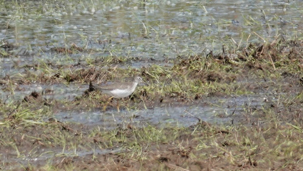 Solitary Sandpiper - Steve Hampton