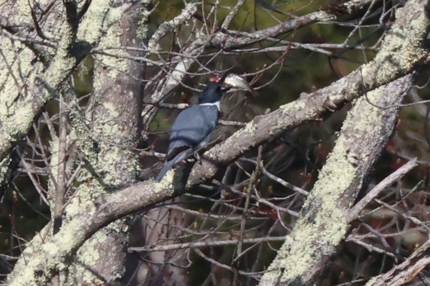 Belted Kingfisher - Mark Miller