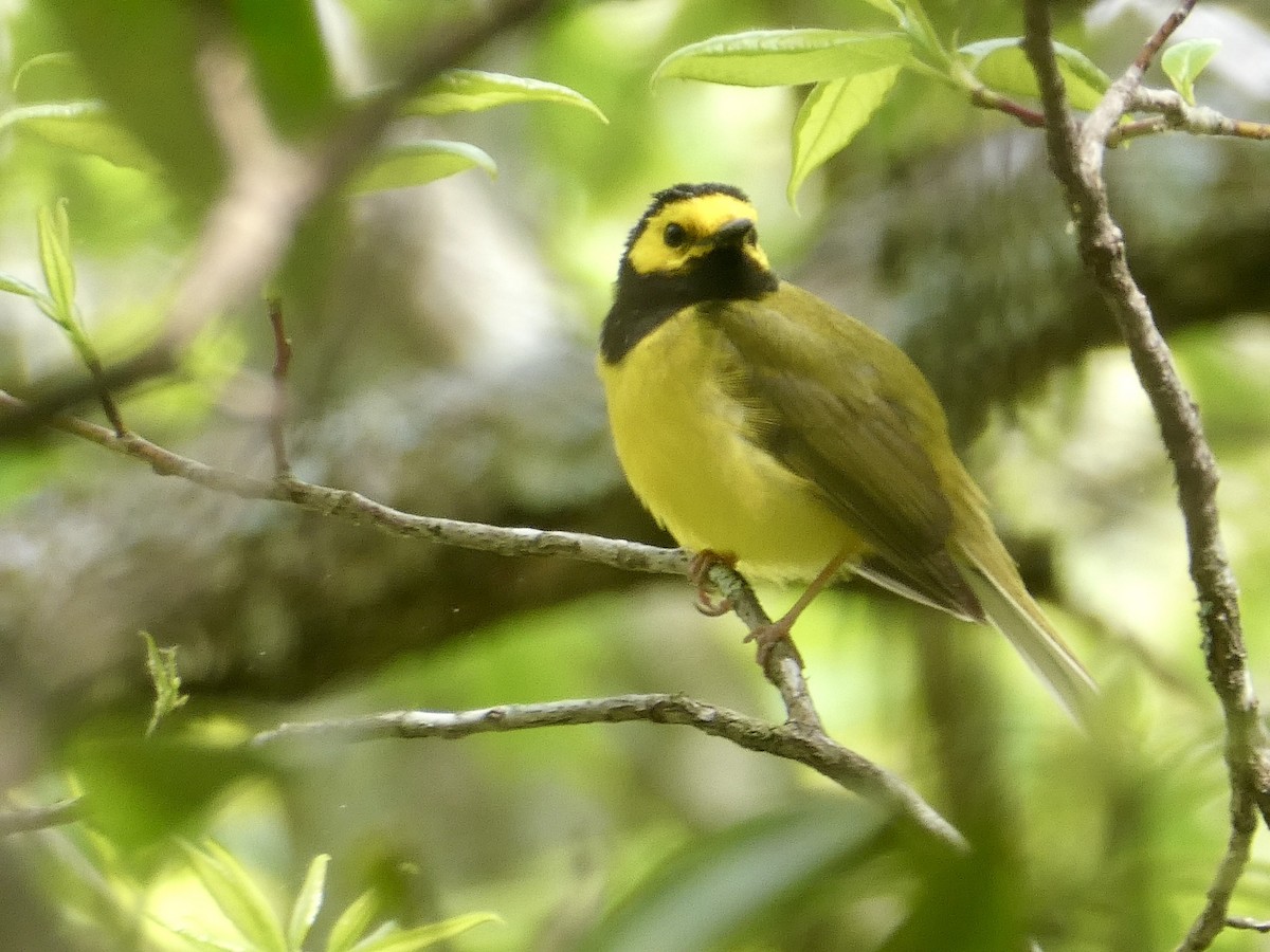 Hooded Warbler - ML618204379