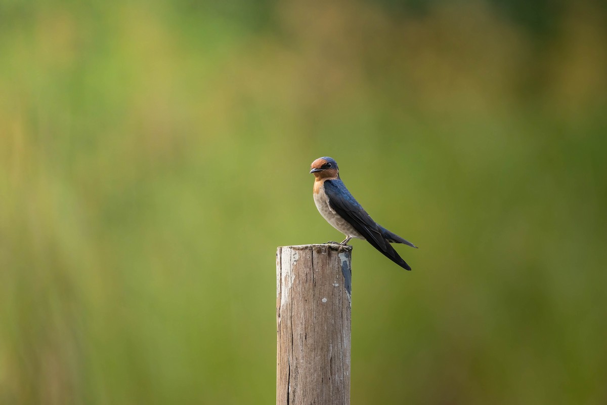 Pacific Swallow - Bao Shen Yap