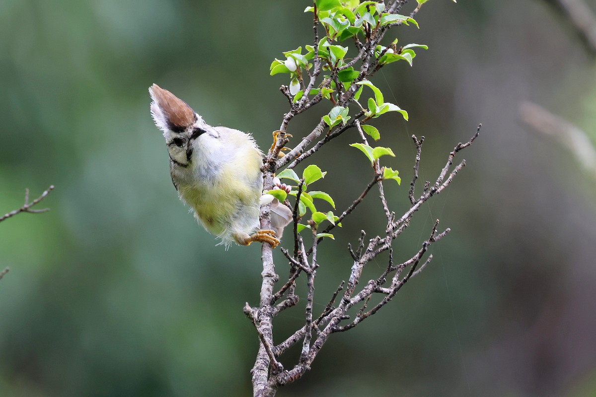 Taiwan Yuhina - Chih-Wei(David) Lin