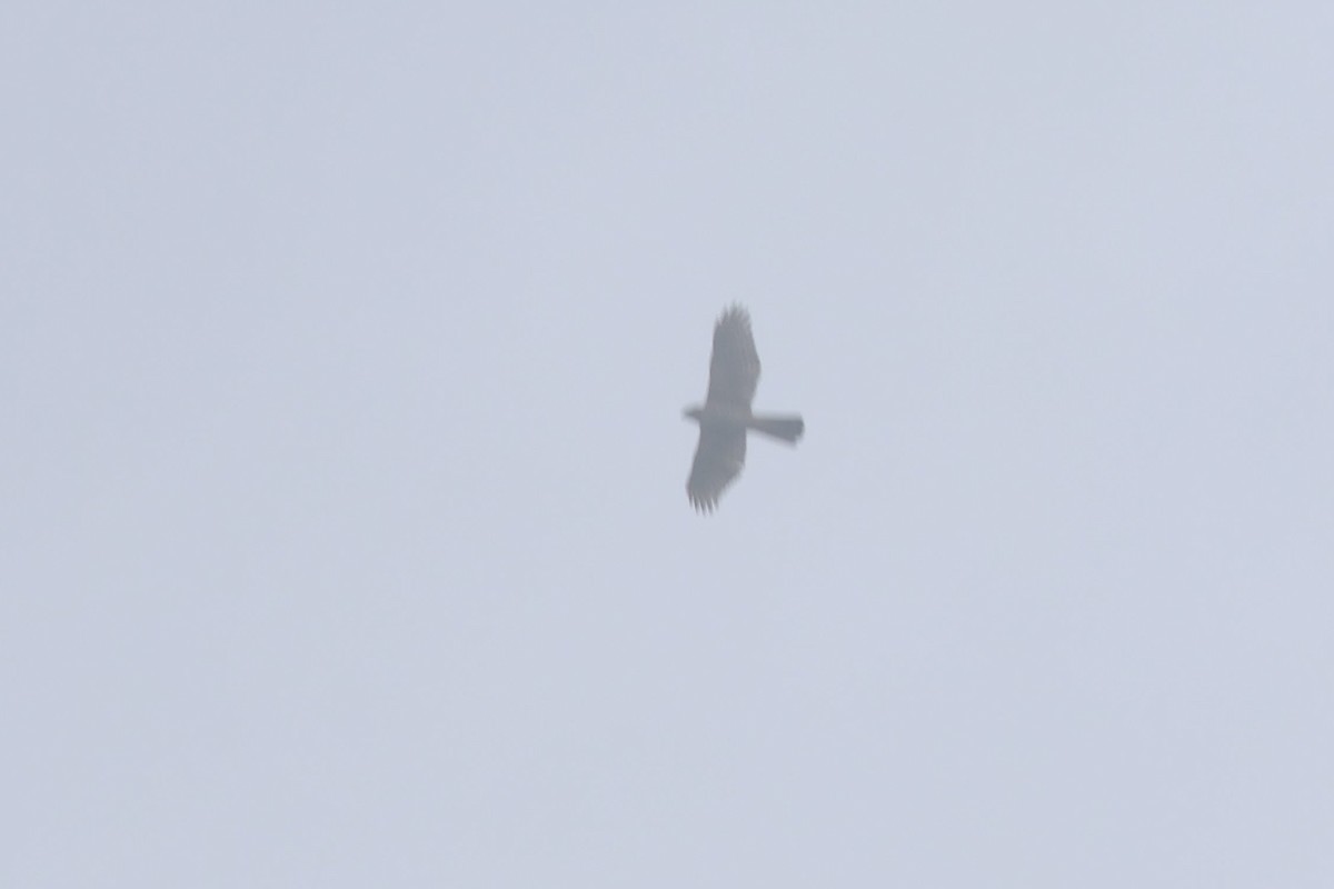 Eurasian Goshawk - Chih-Wei(David) Lin