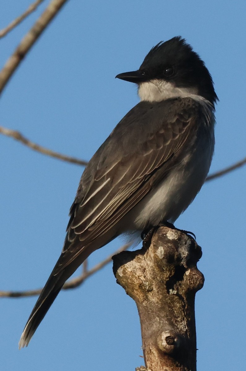 Eastern Kingbird - Mark Miller