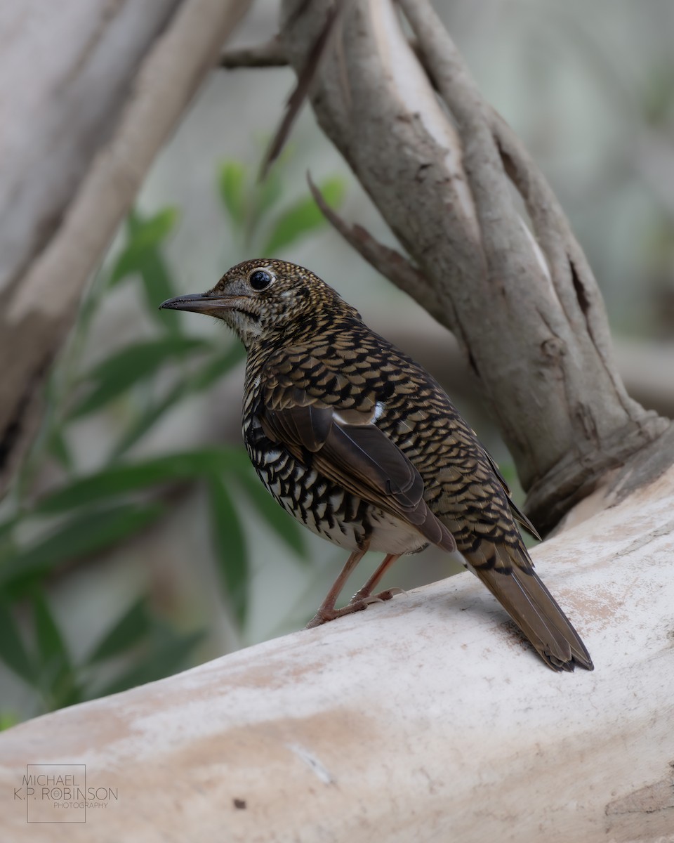 Bassian Thrush - Michael Robinson