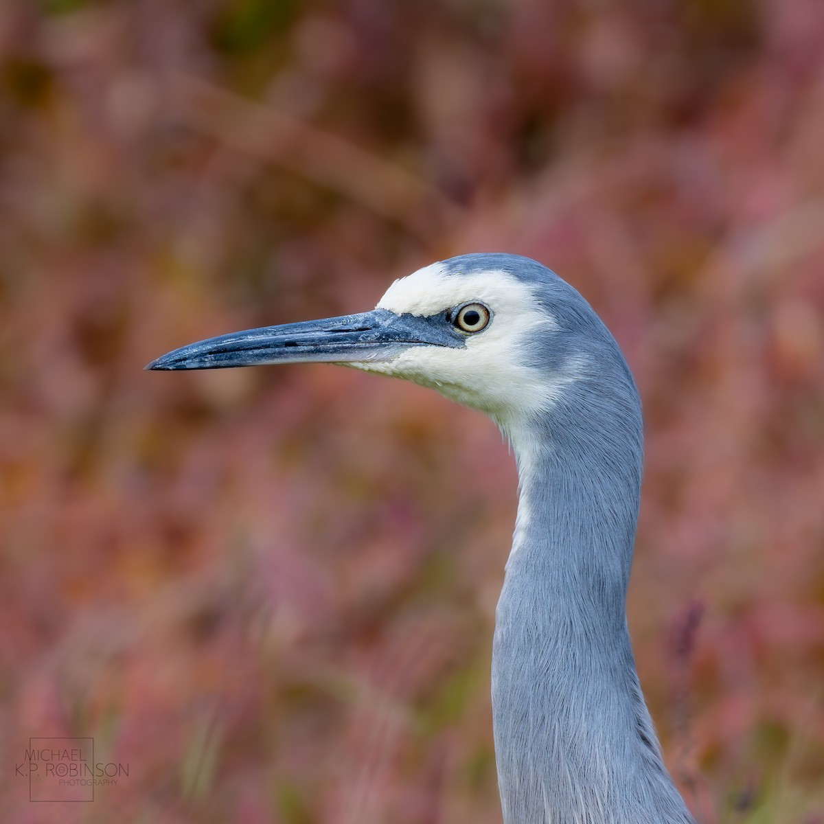 White-faced Heron - ML618204416