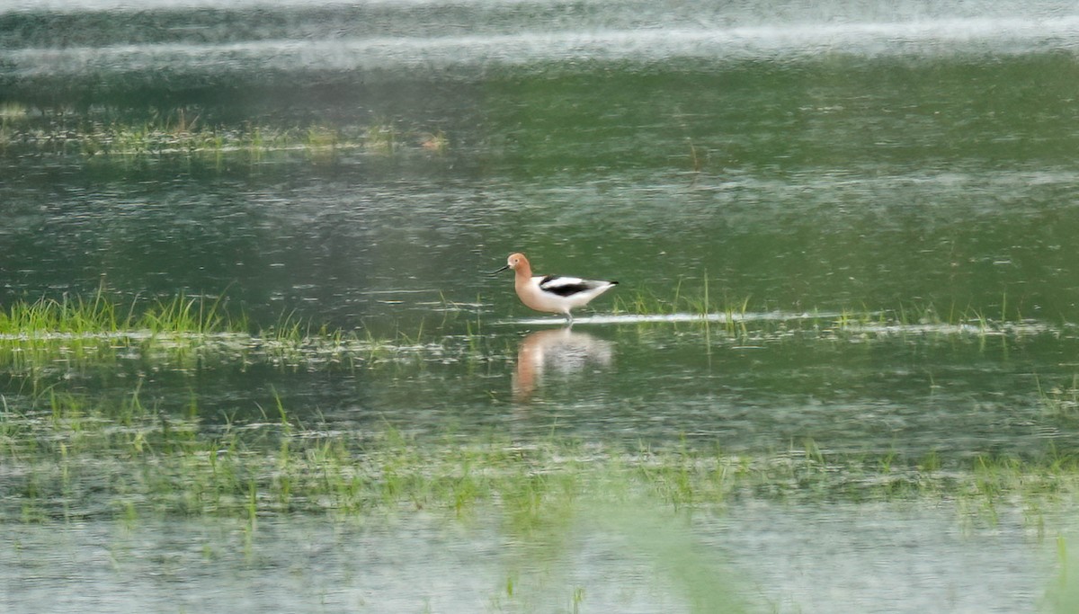 Avocette d'Amérique - ML618204435