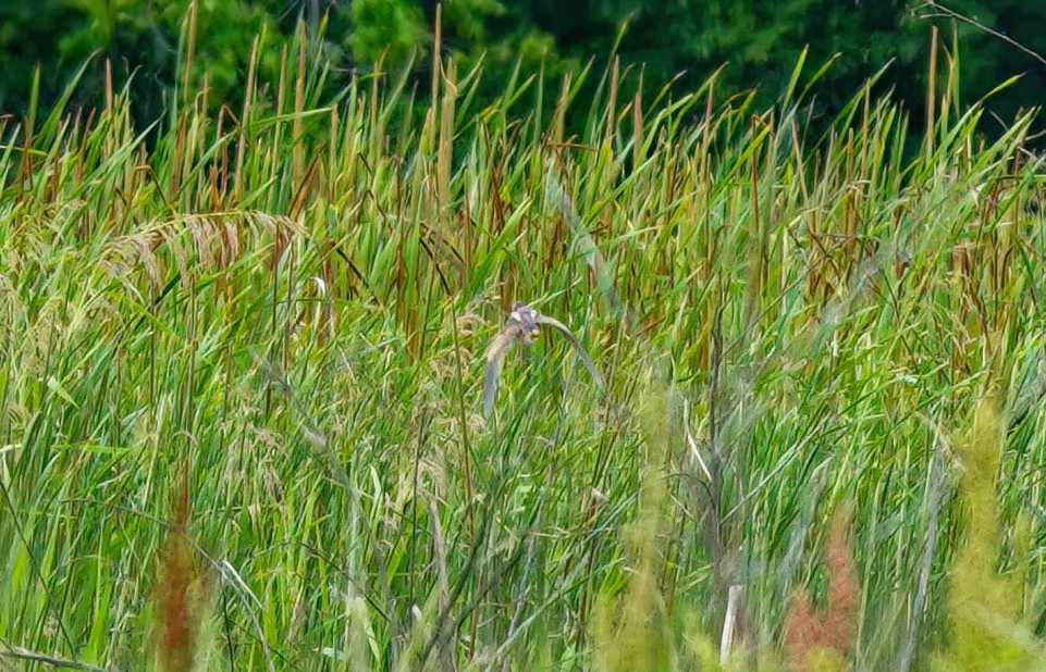 Least Bittern - ML618204452