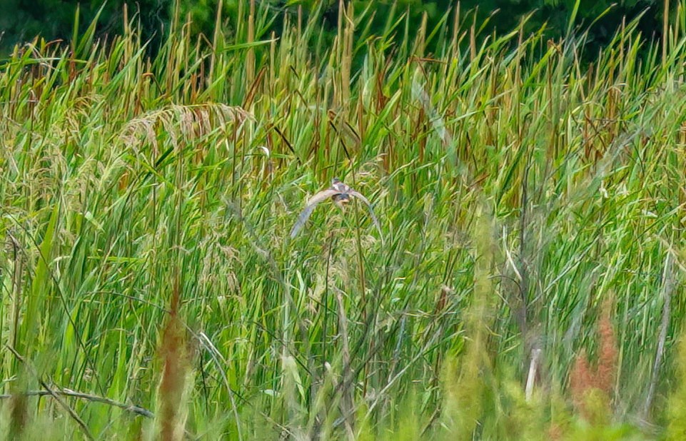 Least Bittern - ML618204464