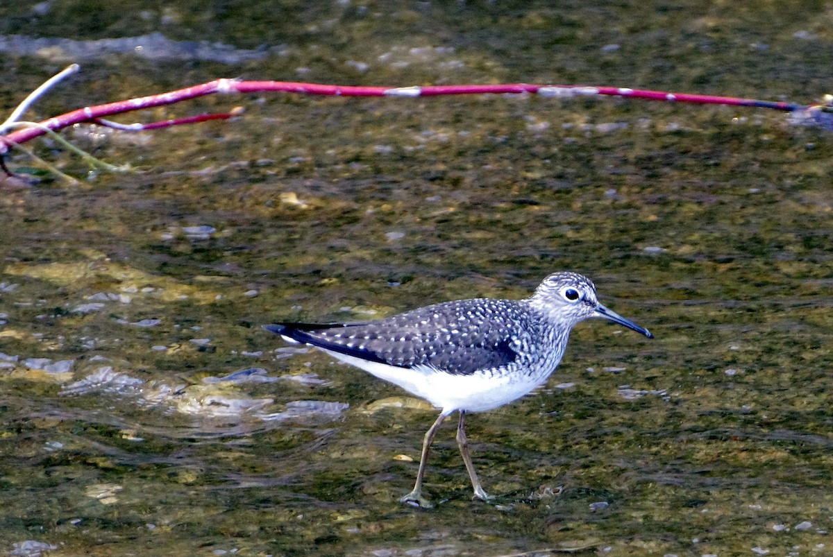 Solitary Sandpiper - Matthew Crandall