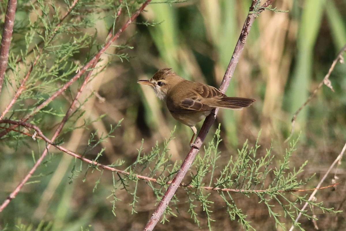 Common Reed Warbler (Caspian) - ML618204479