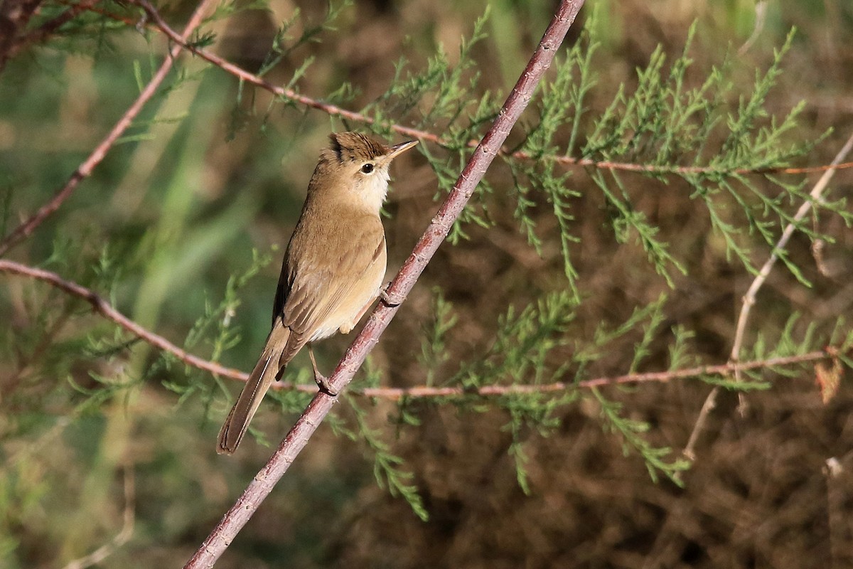 Common Reed Warbler (Caspian) - Mahdi Naghibi