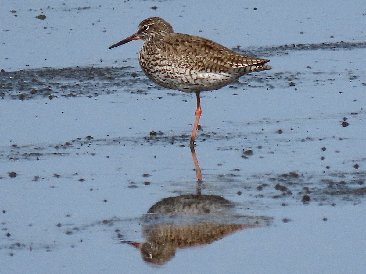 Common Redshank - ML618204501