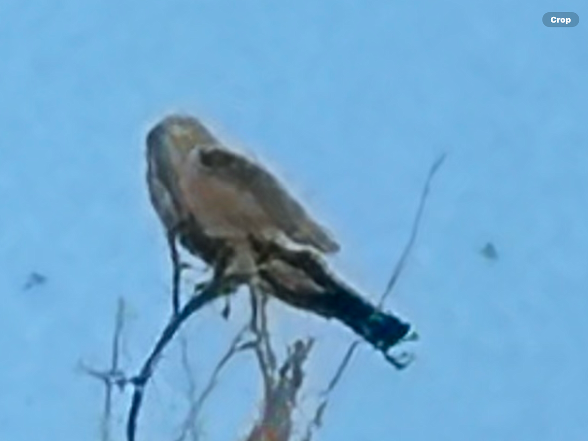 Mississippi Kite - Calvin Rees