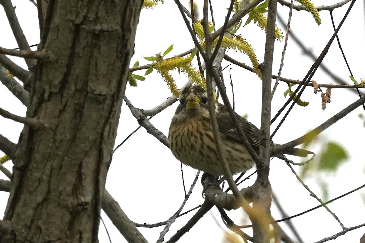 Rose-breasted Grosbeak - Michael Gordon