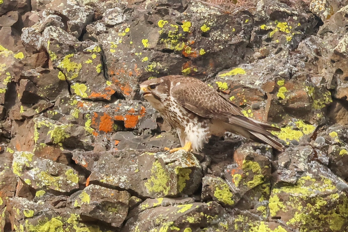 Prairie Falcon - ML618204513