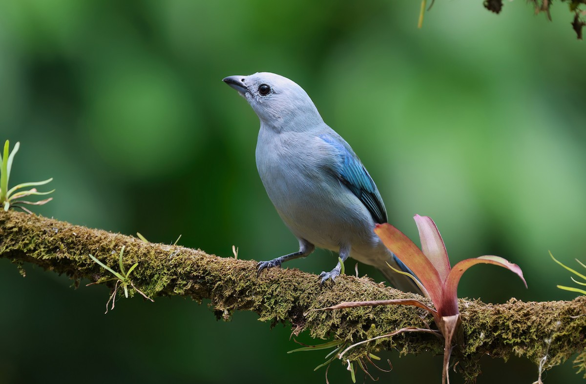 Blue-gray Tanager - Channa Jayasinghe