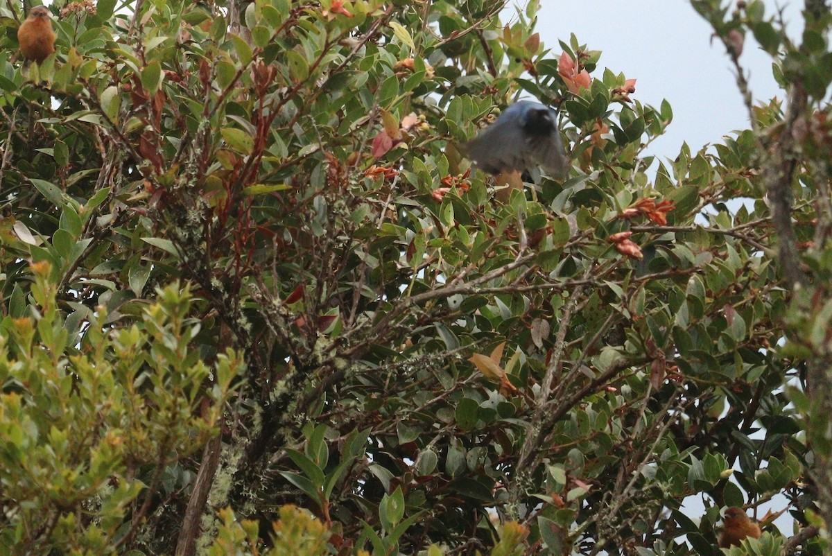 Rufous-browed Conebill - ML618204554