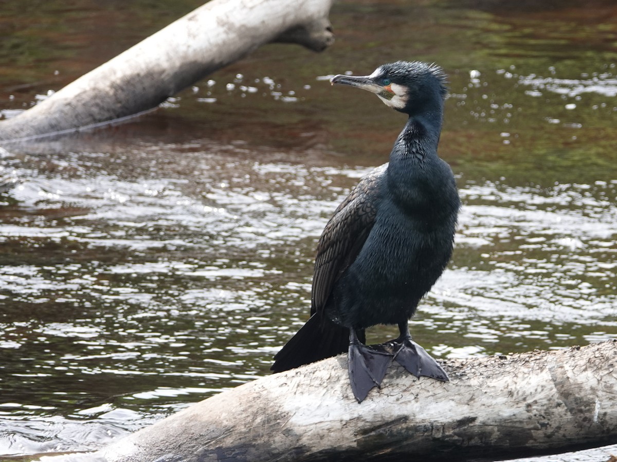 Great Cormorant - ML618204568