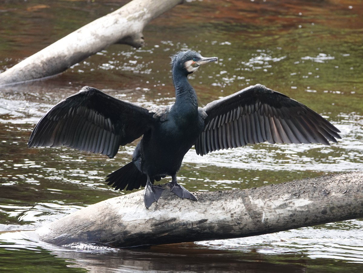 Great Cormorant - ML618204569