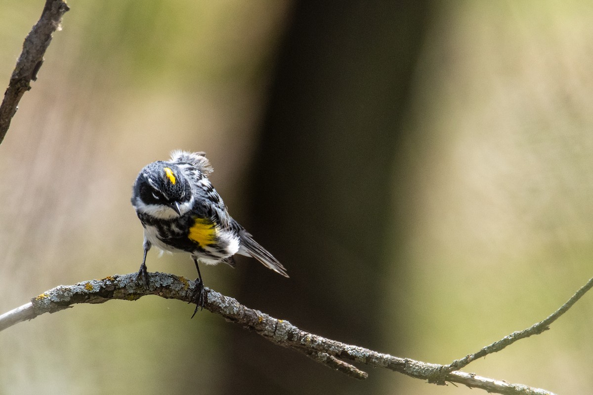 Yellow-rumped Warbler - Joshua  Vincent