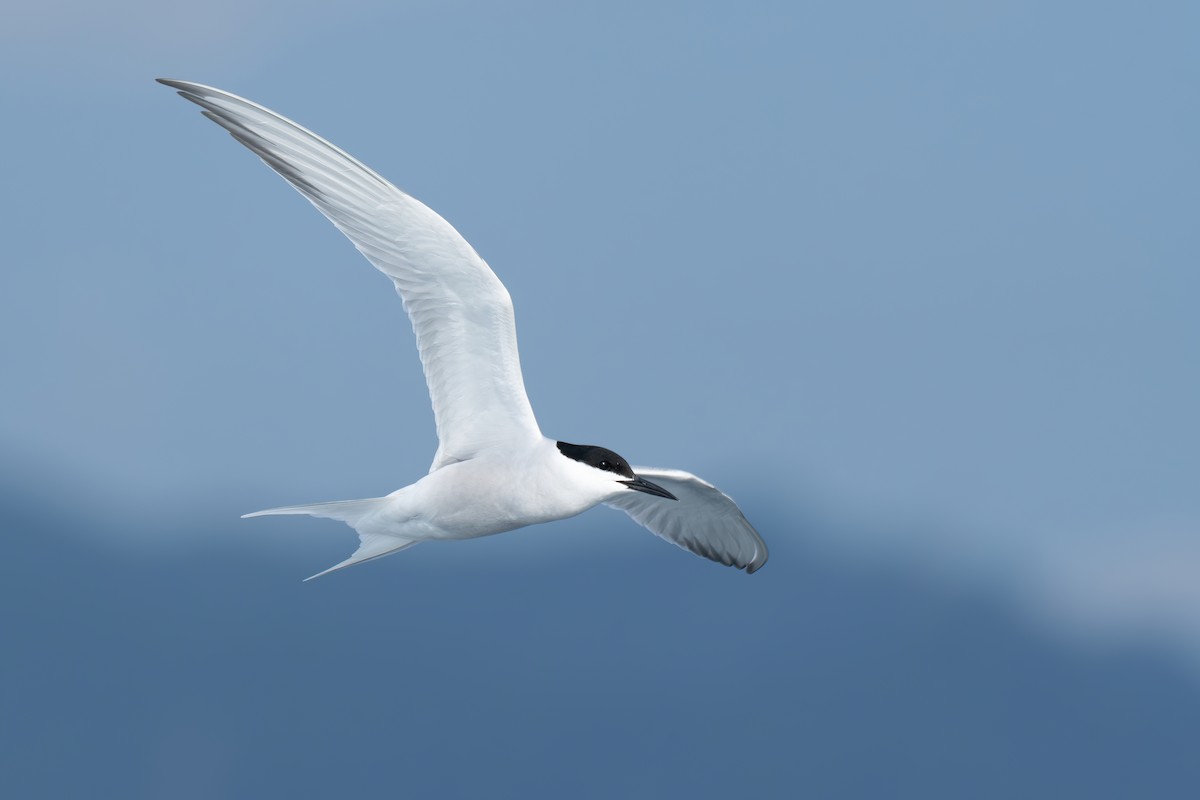 Common Tern - Li-Kai Yen