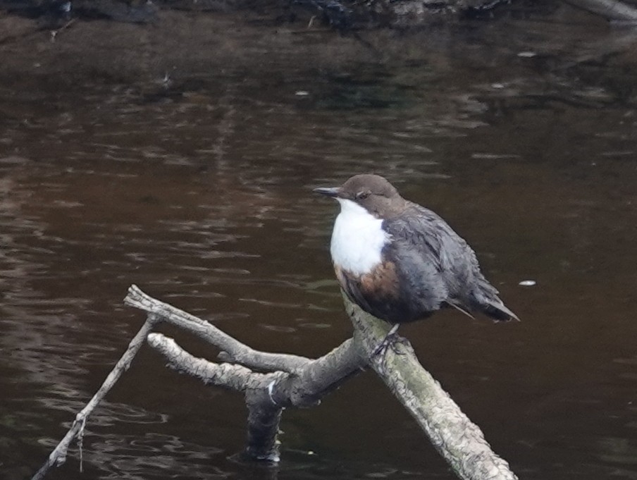 White-throated Dipper - ML618204585