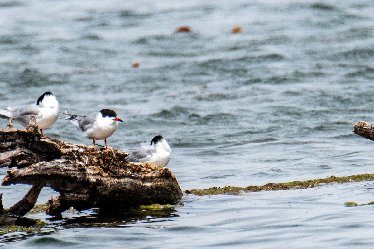 Forster's Tern - ML618204586