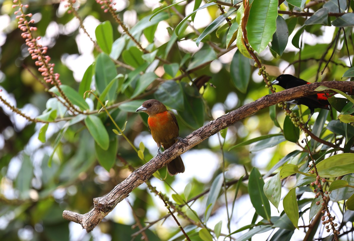 Scarlet-rumped Tanager - Channa Jayasinghe