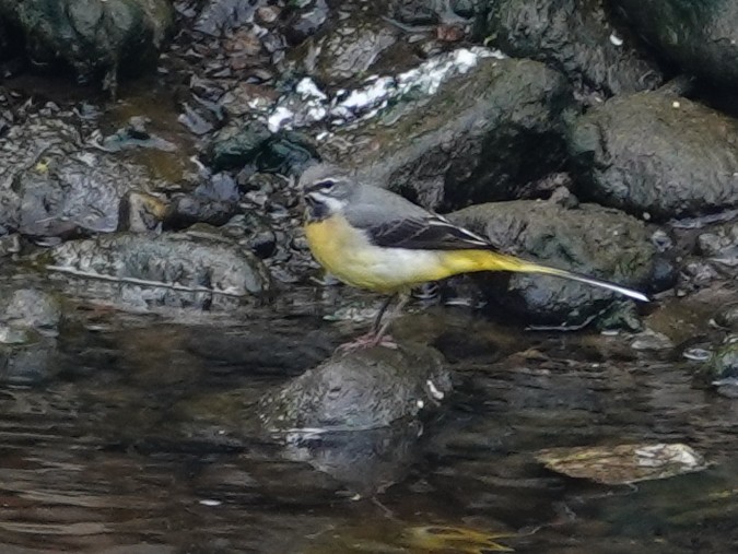 Gray Wagtail - ML618204593